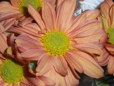 OLYMPUS DIGITAL CAMERA