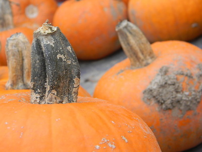 xtumblr_moef4jcC9g1su9ikuo1_40x0